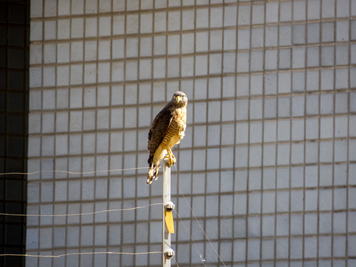 Roadside Hawk - ML647590090