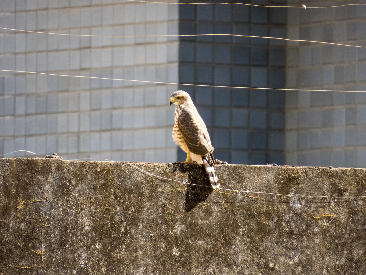 Roadside Hawk - ML647590092