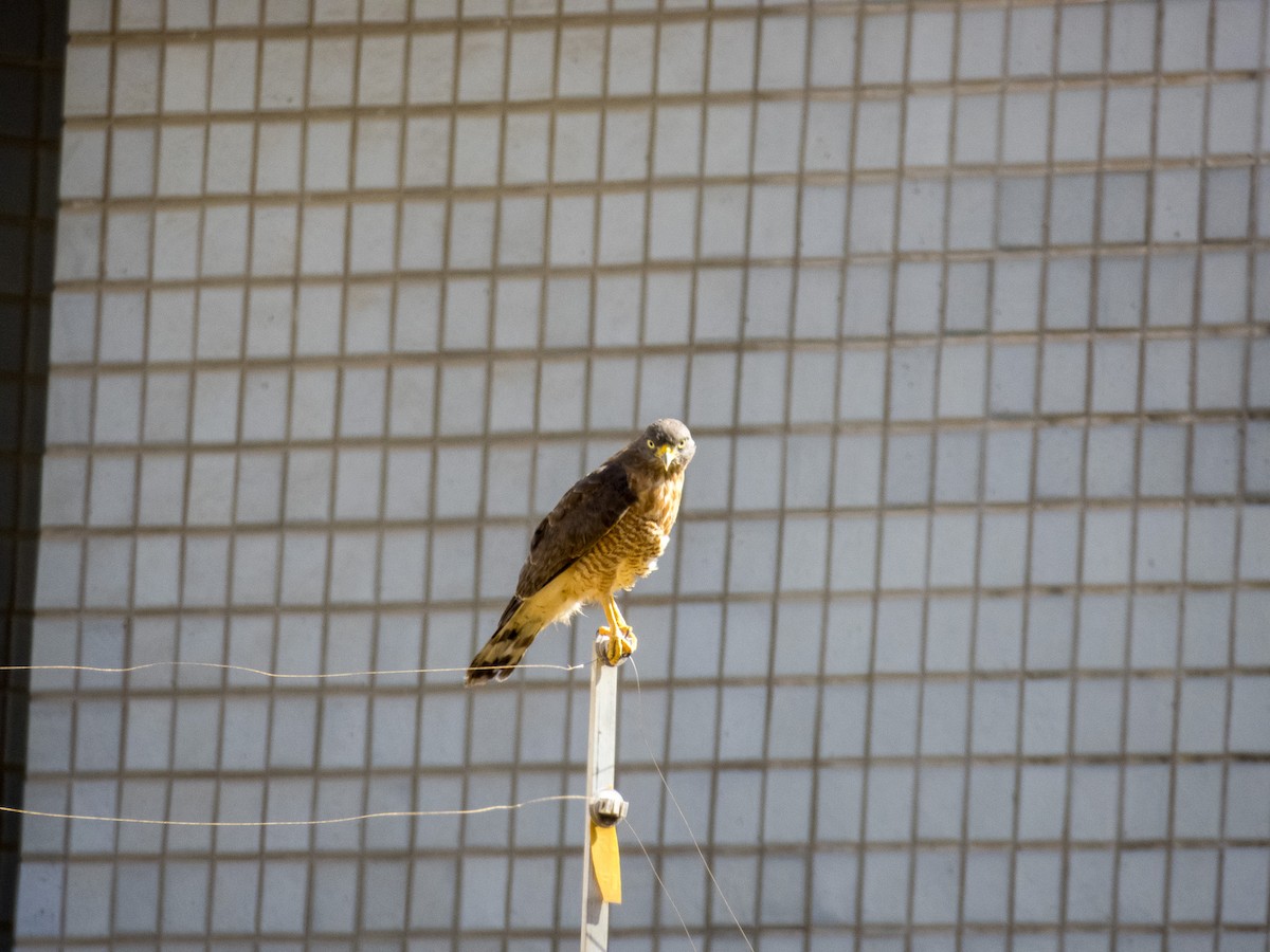 Roadside Hawk - ML647590115