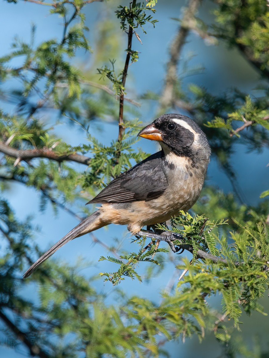 Golden-billed Saltator - ML647590140
