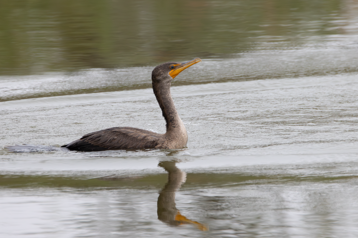Cormoran à aigrettes - ML647590188