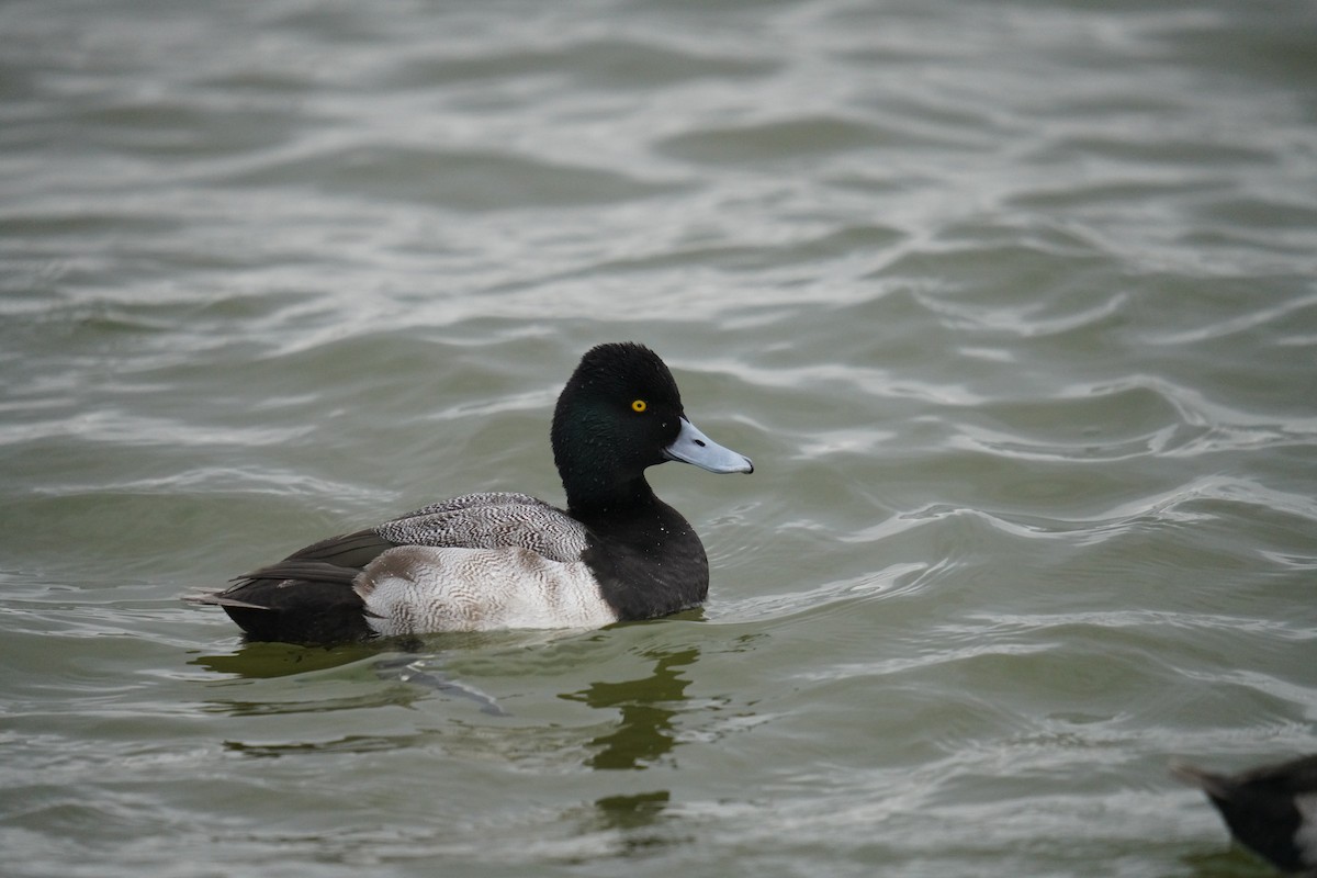 Lesser Scaup - ML647590189
