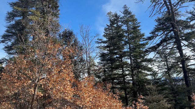 Горная гаичка - ML647590190