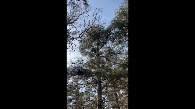 Горная гаичка - ML647590191