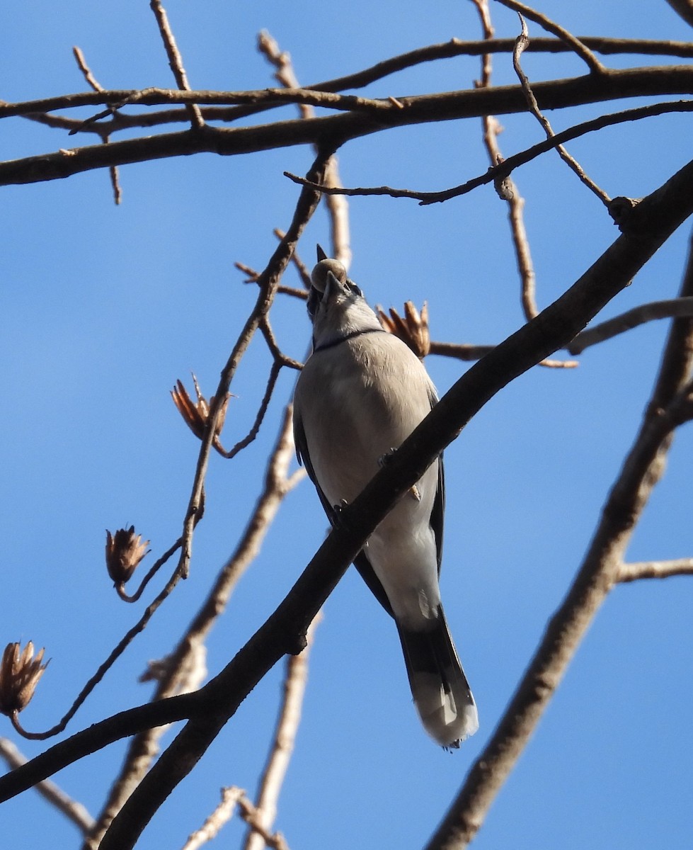 Blue Jay - ML647590198