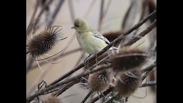 Мексиканский чиж - ML647590199