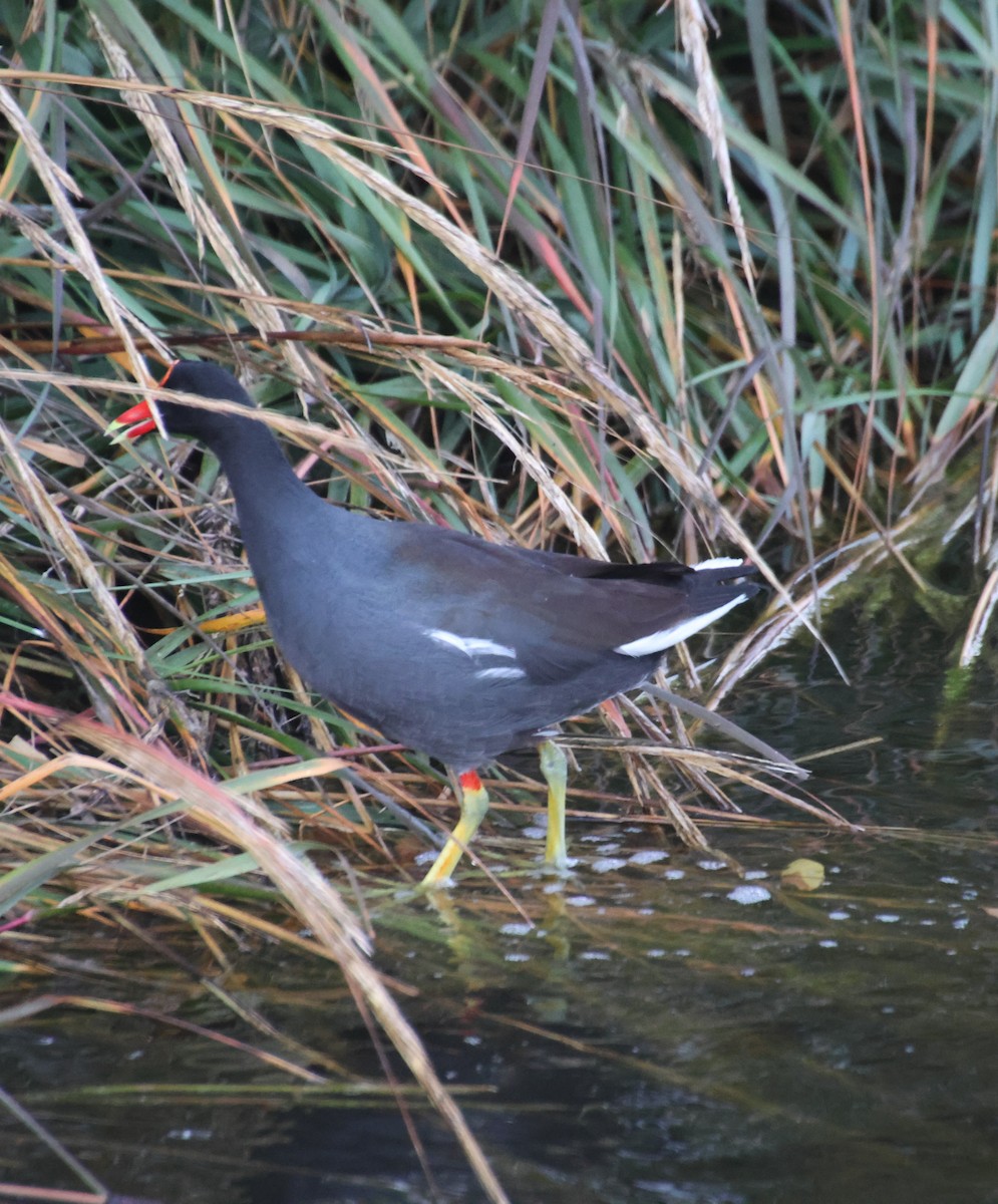 slípka americká - ML647590205