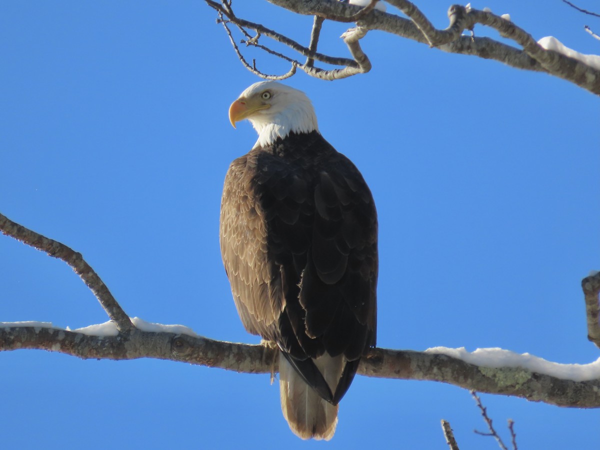 Bald Eagle - ML647590210