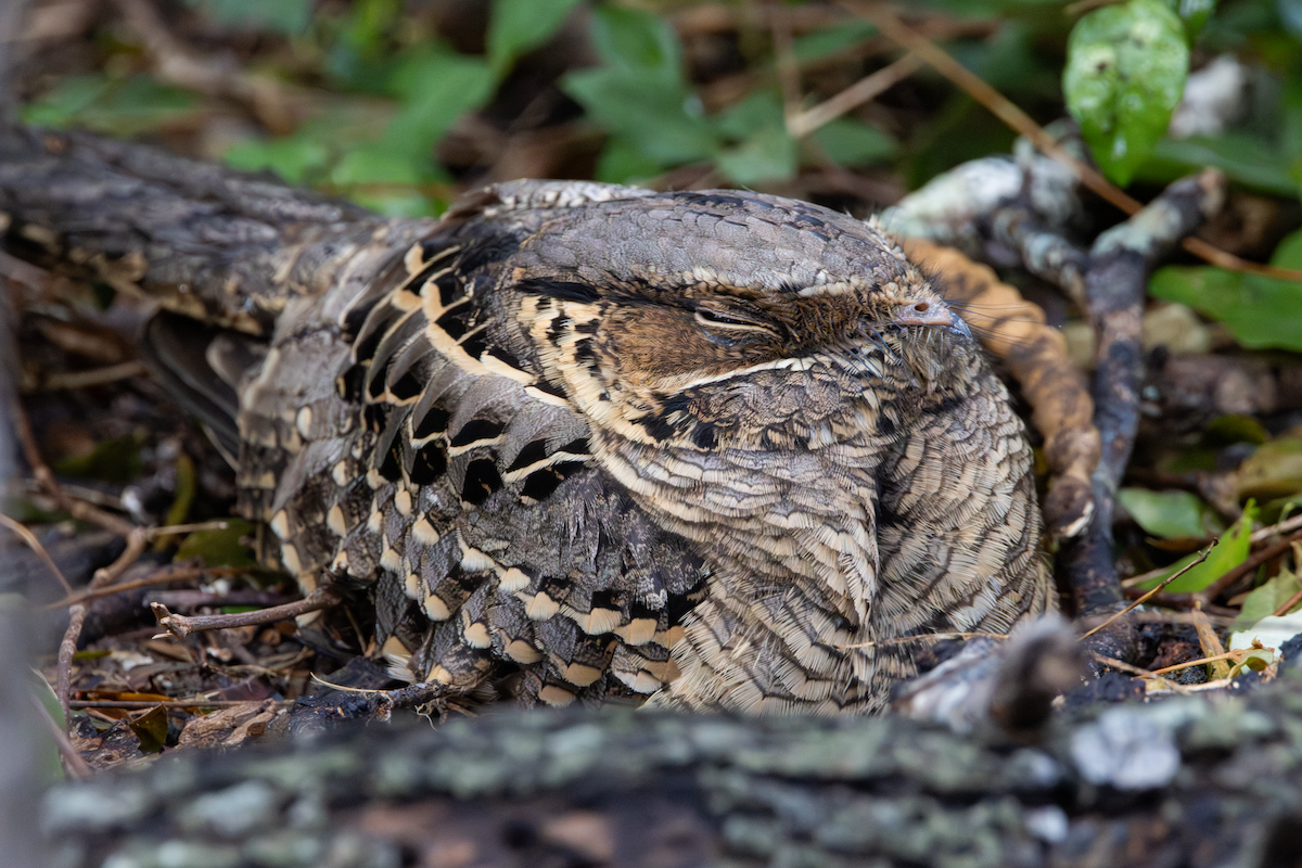 pauraquenattravn - ML647590215