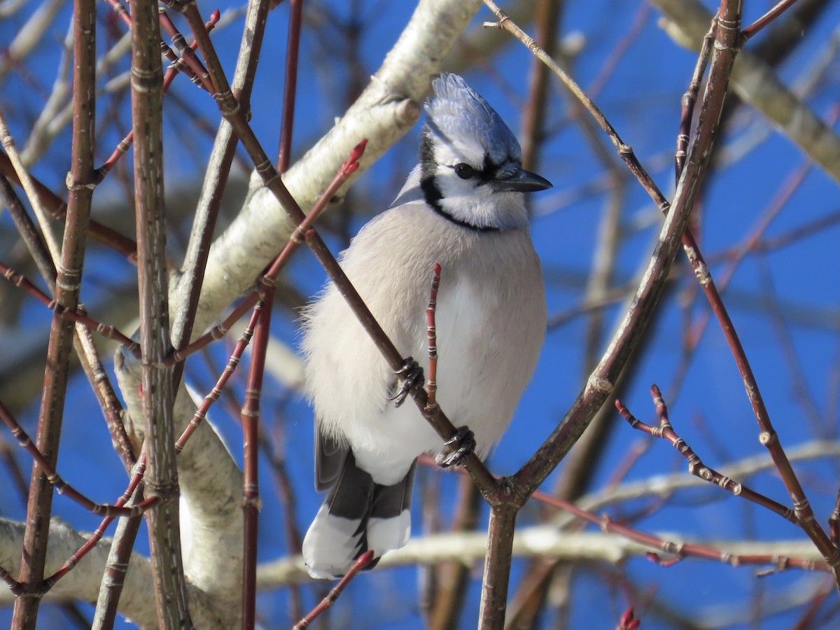 Blue Jay - ML647590218