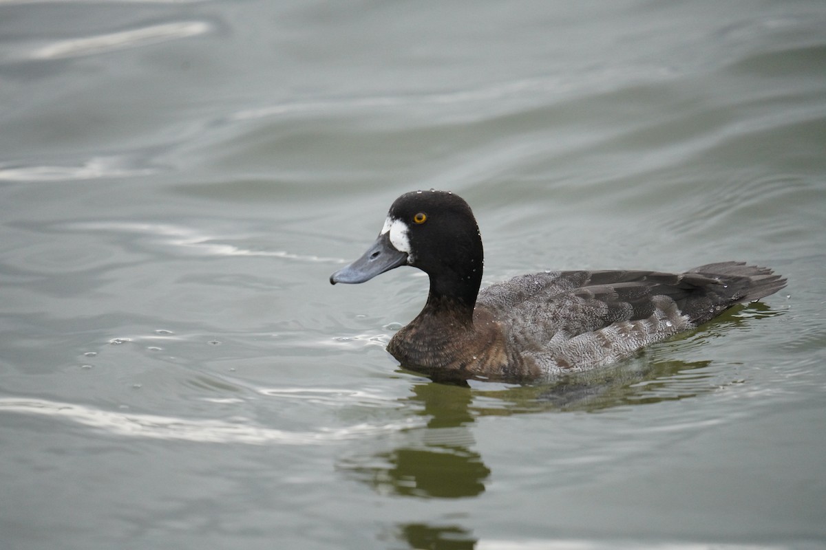 Lesser Scaup - ML647590219