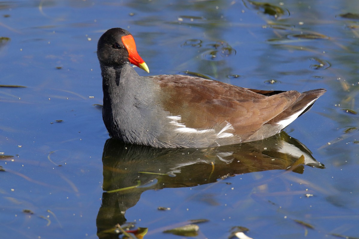 slípka americká - ML647590220