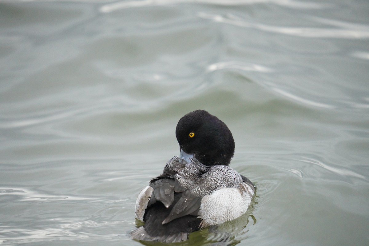 Lesser Scaup - ML647590226