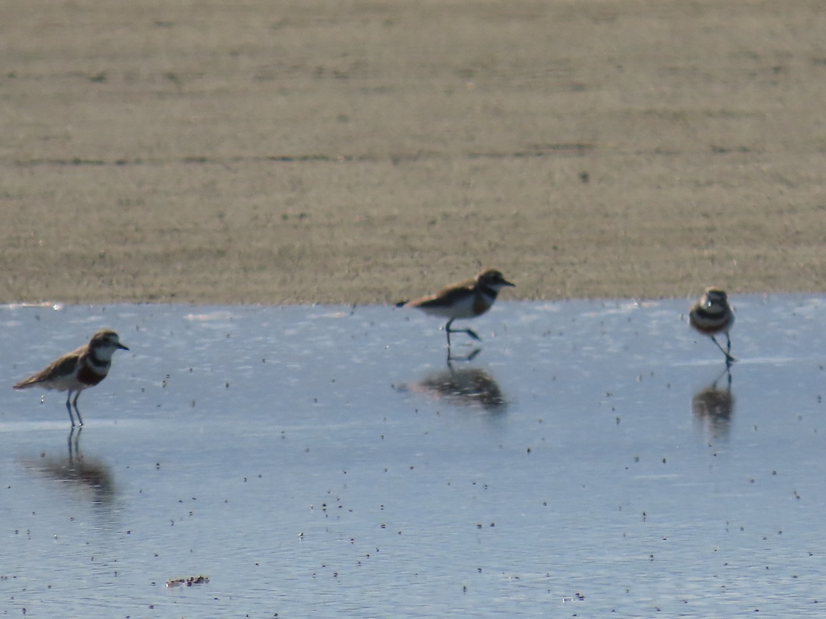 Çift Kuşaklı Cılıbıt - ML647590229