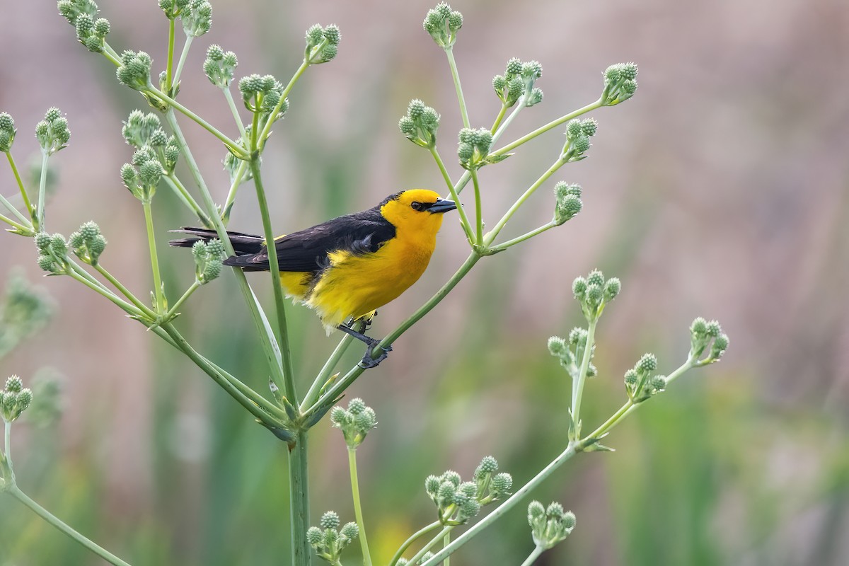 Saffron-cowled Blackbird - ML647590249