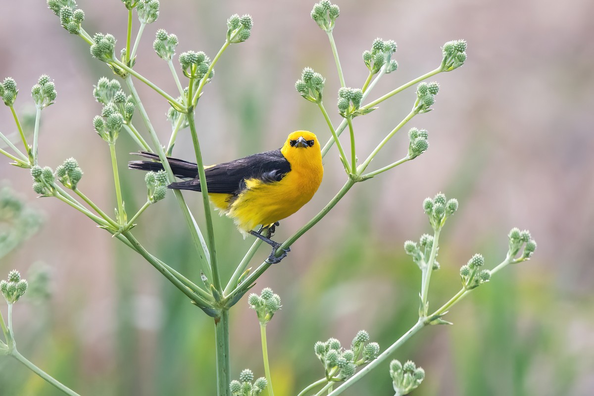 Saffron-cowled Blackbird - ML647590250