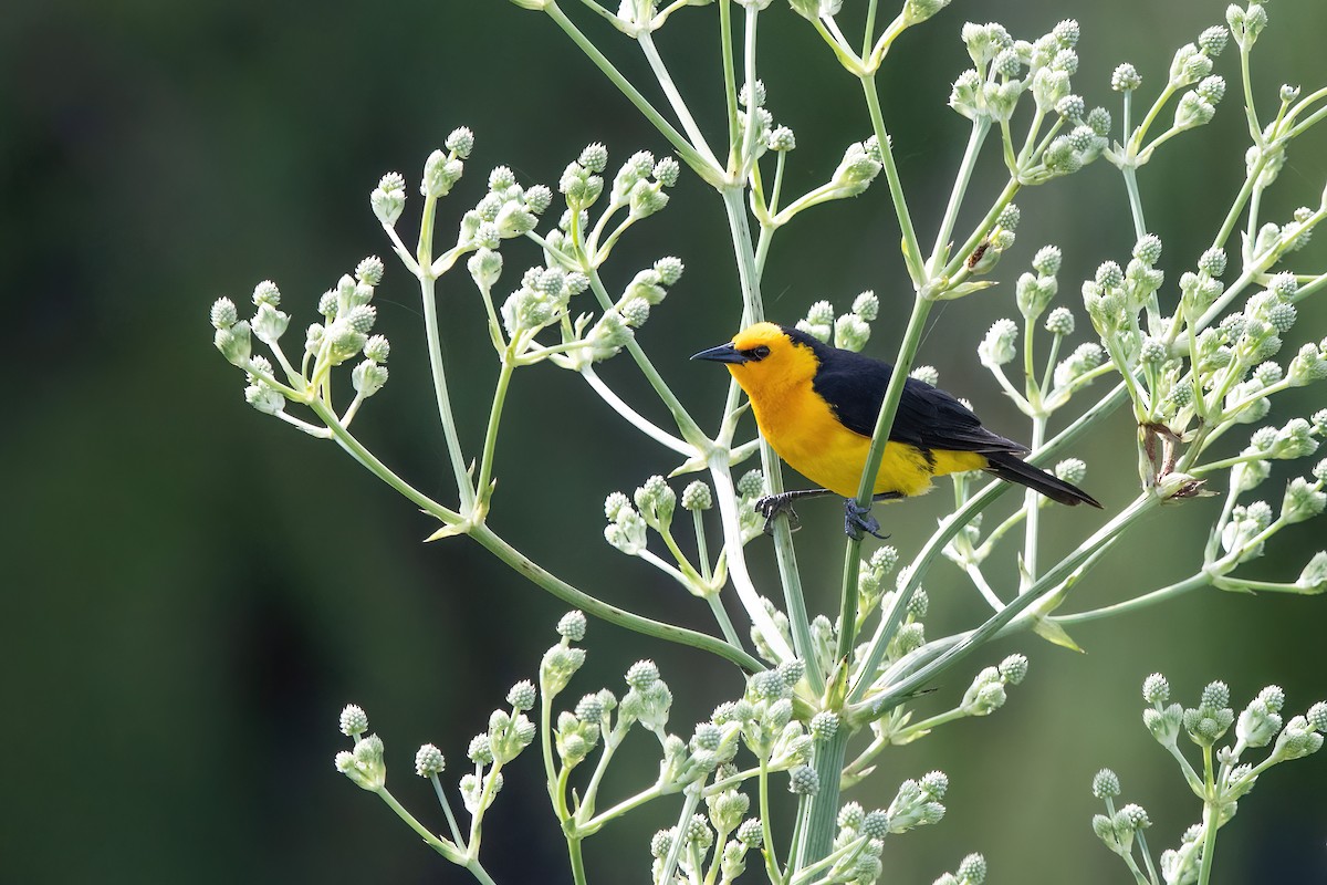 Saffron-cowled Blackbird - ML647590251