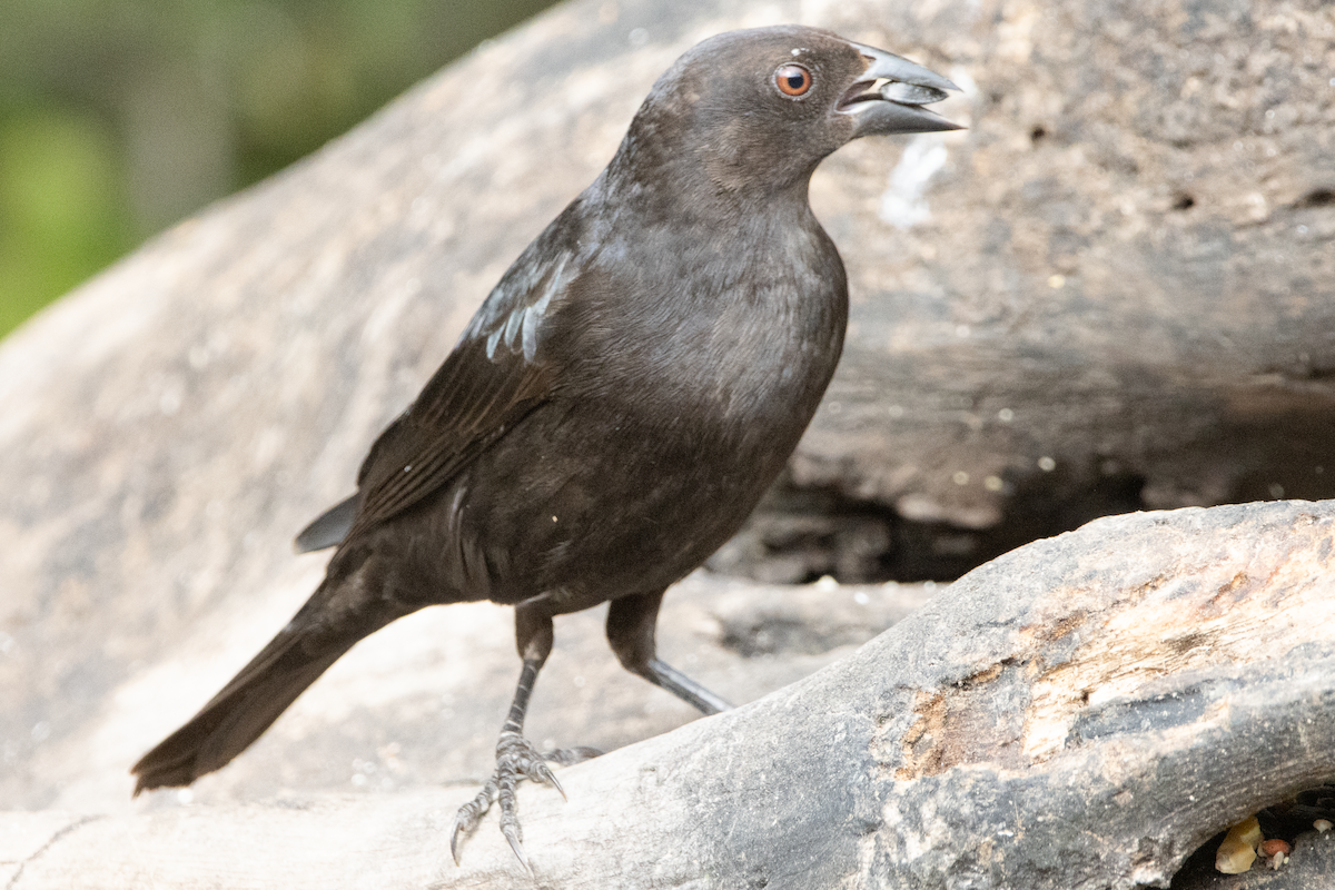 Bronzed Cowbird - ML647590253