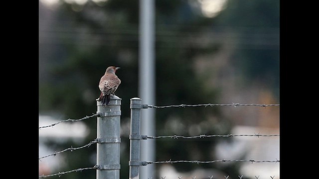 Шилоклювый дятел - ML647590254