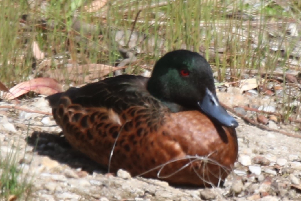 Chestnut Teal - ML647590256