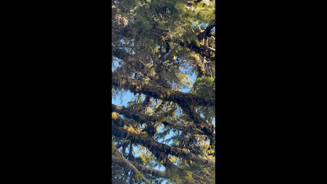 Канадская кукша - ML647590259