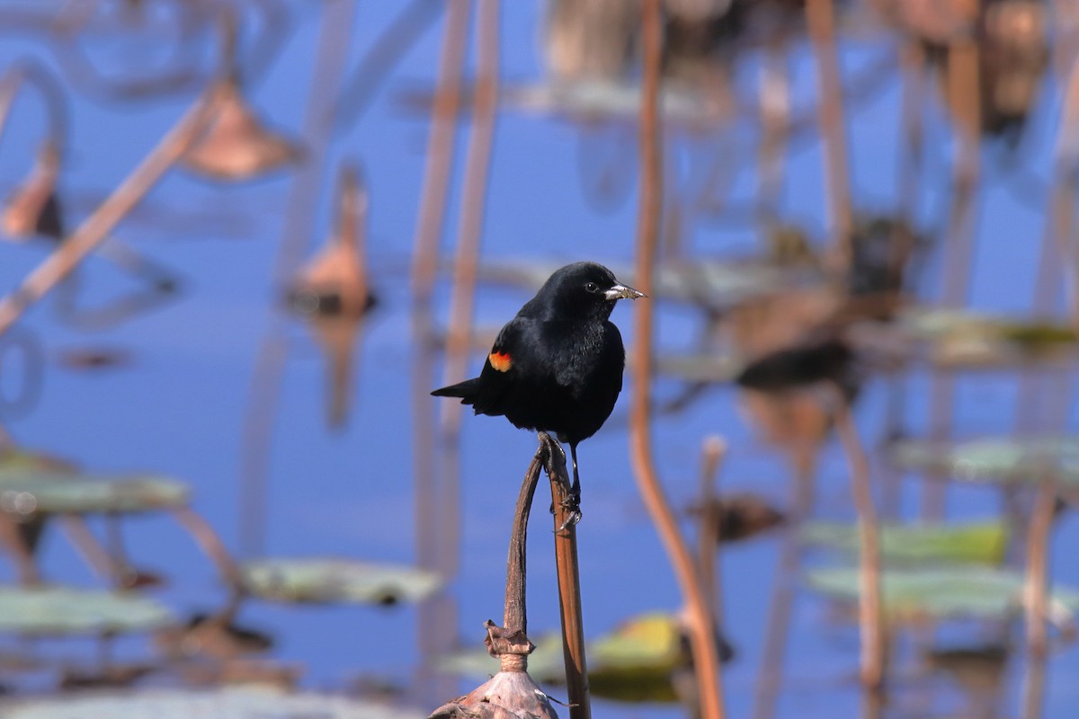 Red-winged Blackbird - ML647590260