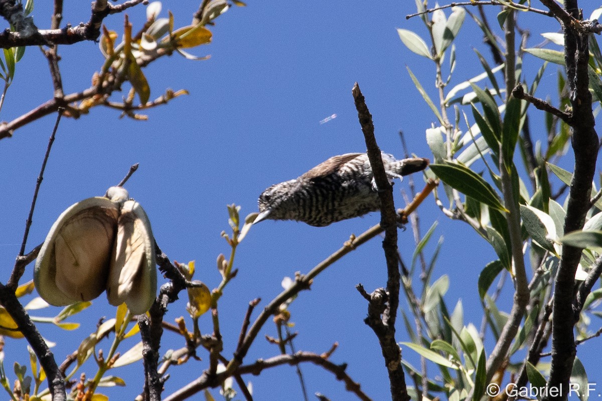 White-barred Piculet - ML647590269