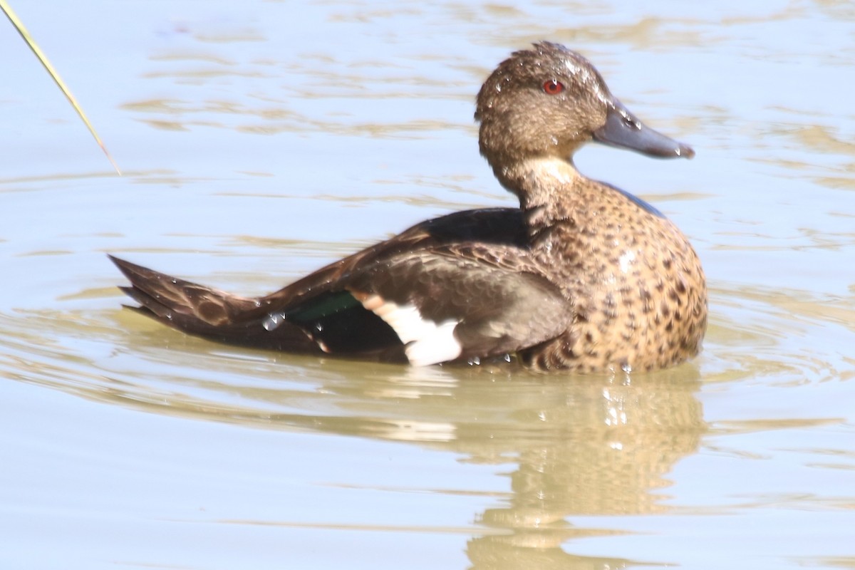 Chestnut Teal - ML647590271