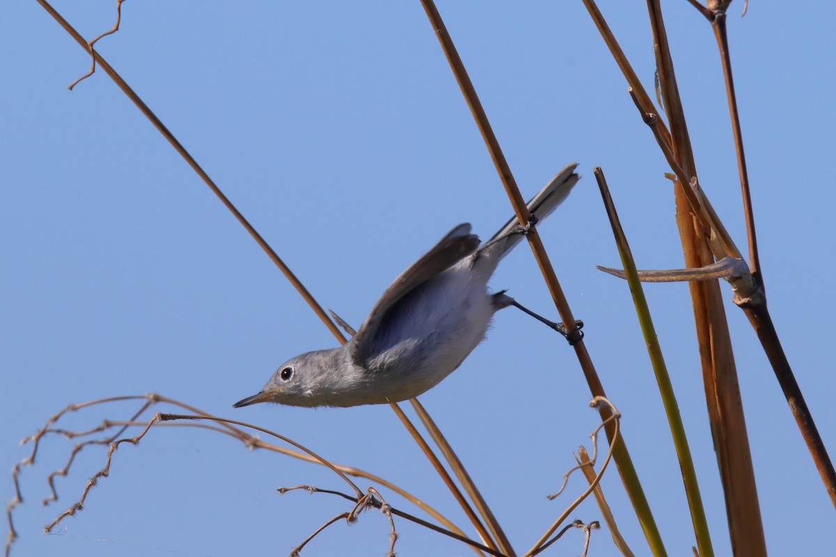 Комароловка сиза - ML647590276