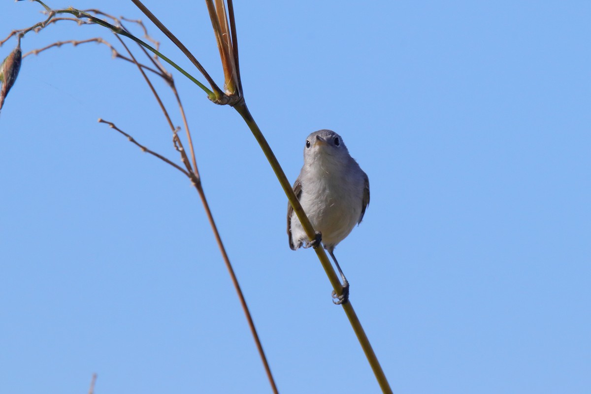 Комароловка сиза - ML647590279