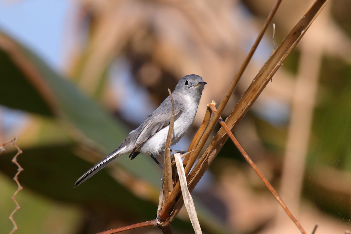 Комароловка сиза - ML647590287