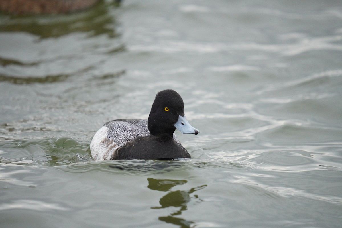 Lesser Scaup - ML647590301