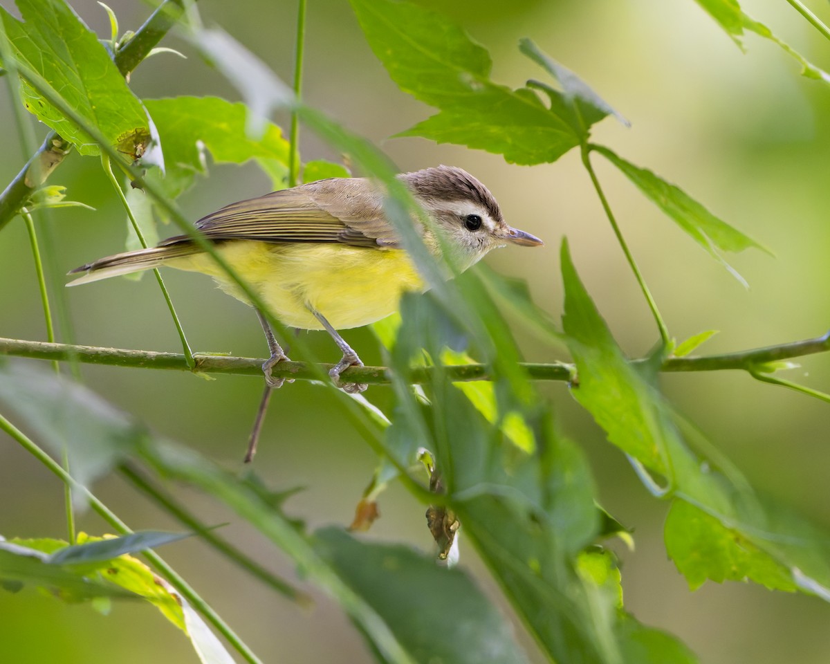 Brown-capped Vireo - ML647590311