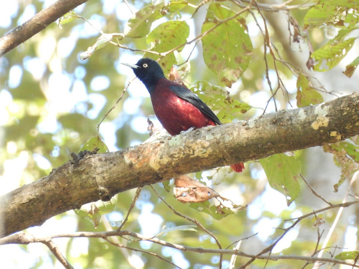 Maroon Oriole - ML647590349