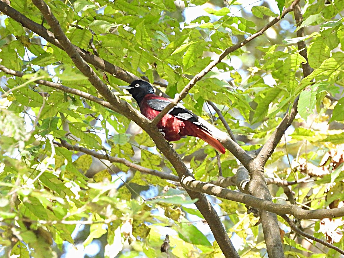 Maroon Oriole - ML647590350