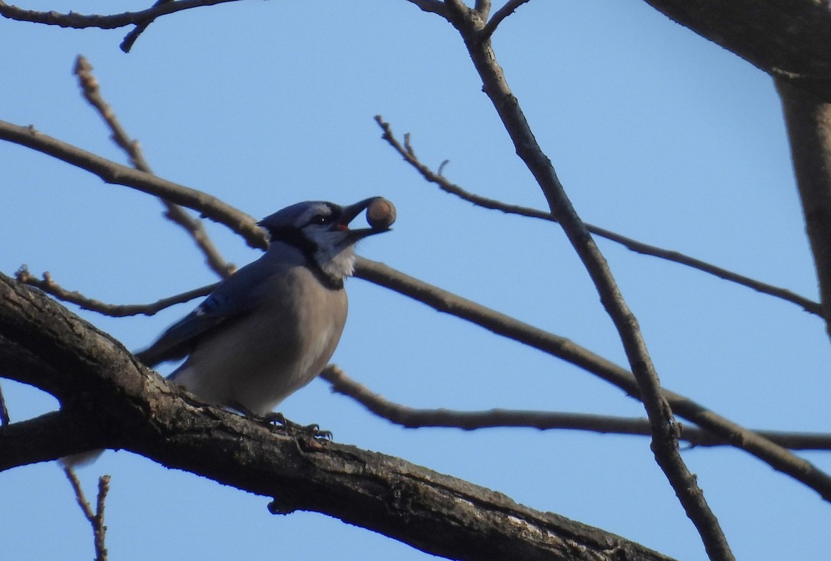 Blue Jay - ML647590352