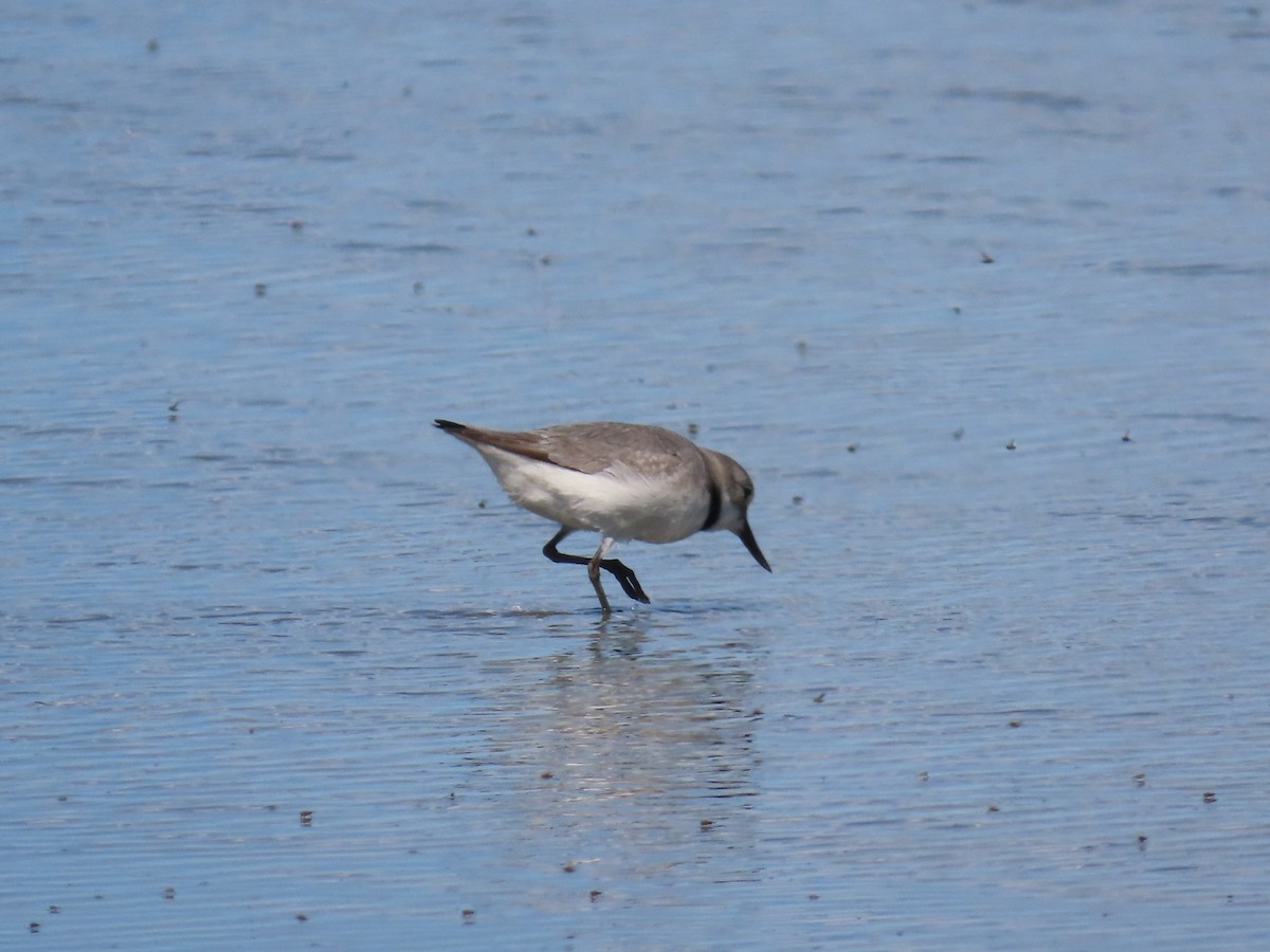 Eğri Gagalı Cılıbıt - ML647590375