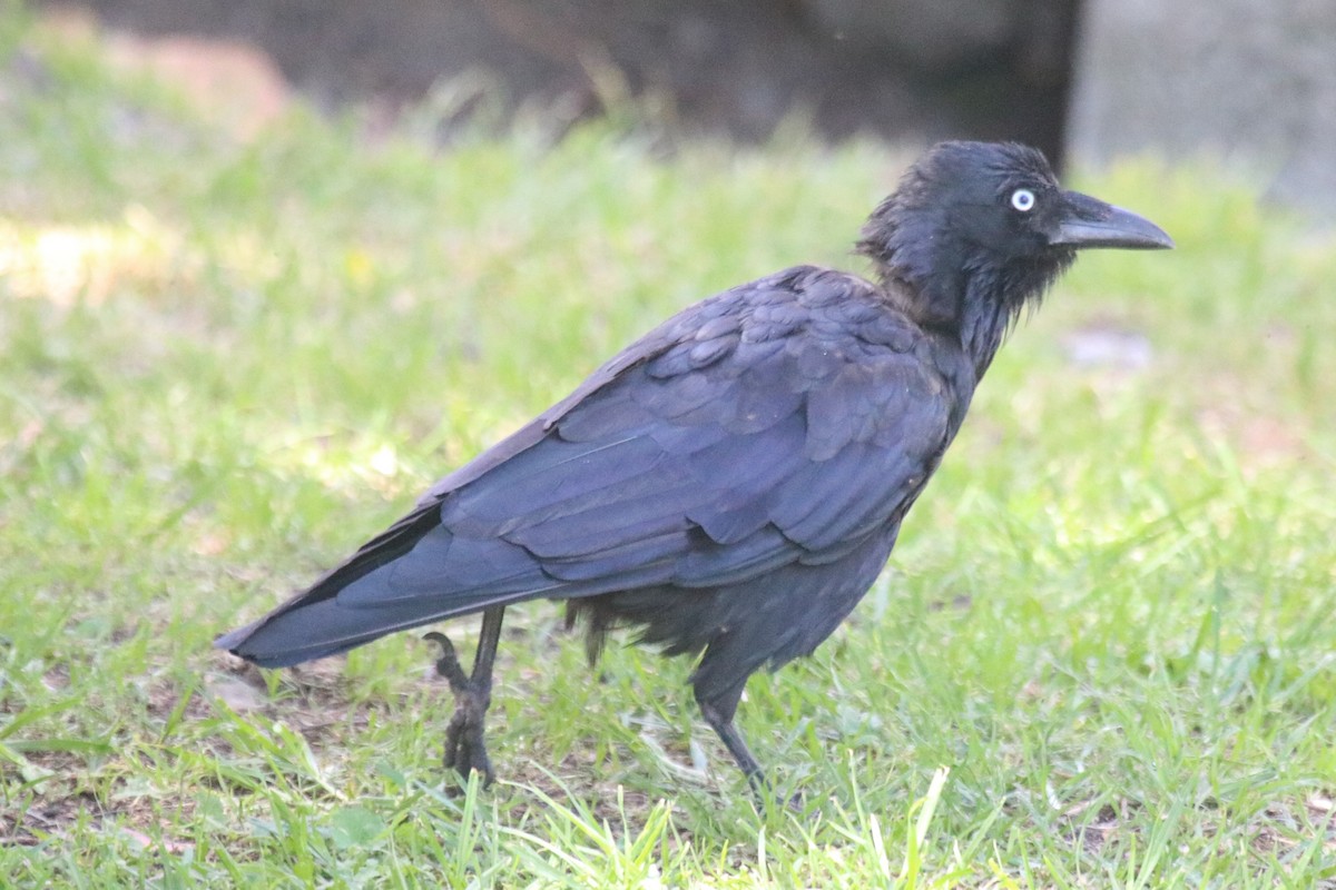 Little Raven - ML647590385