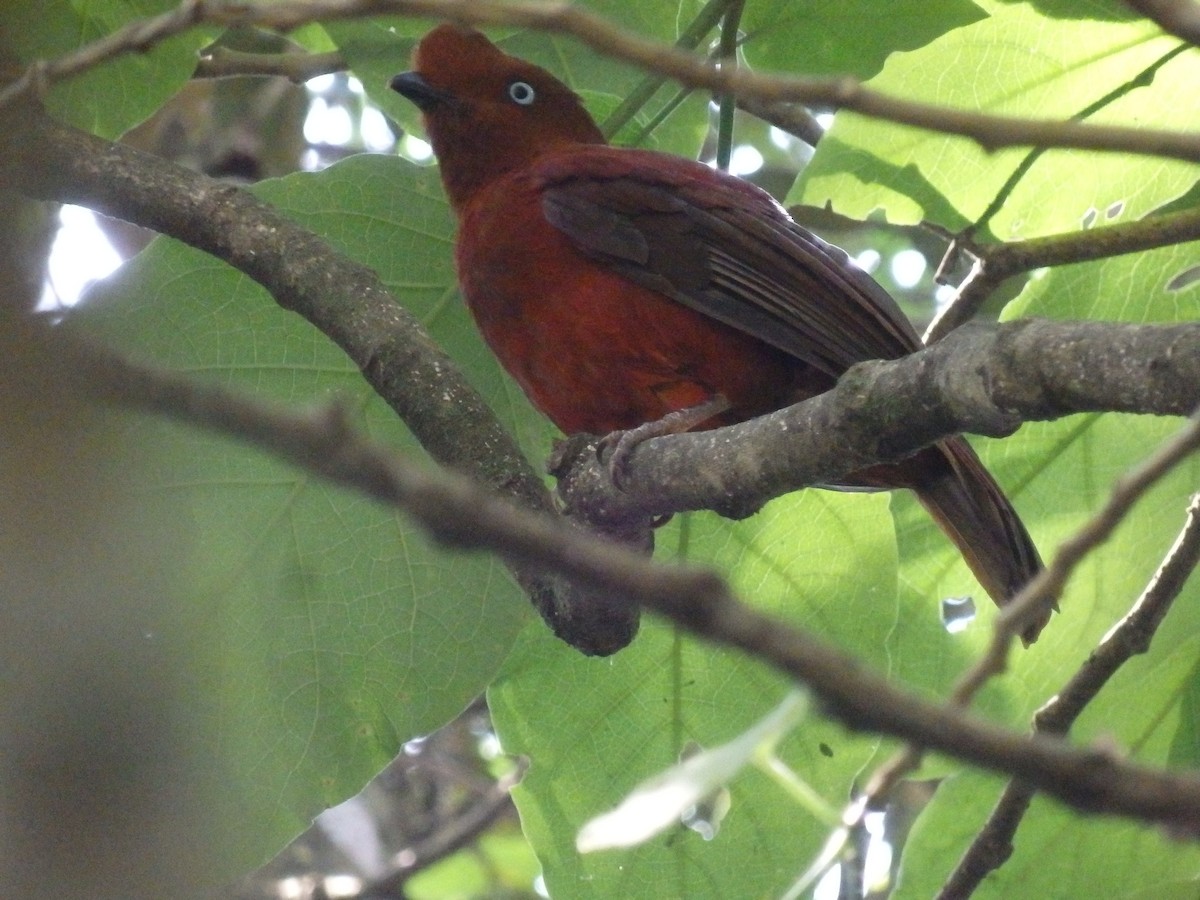Andean Cock-of-the-rock - ML647590418