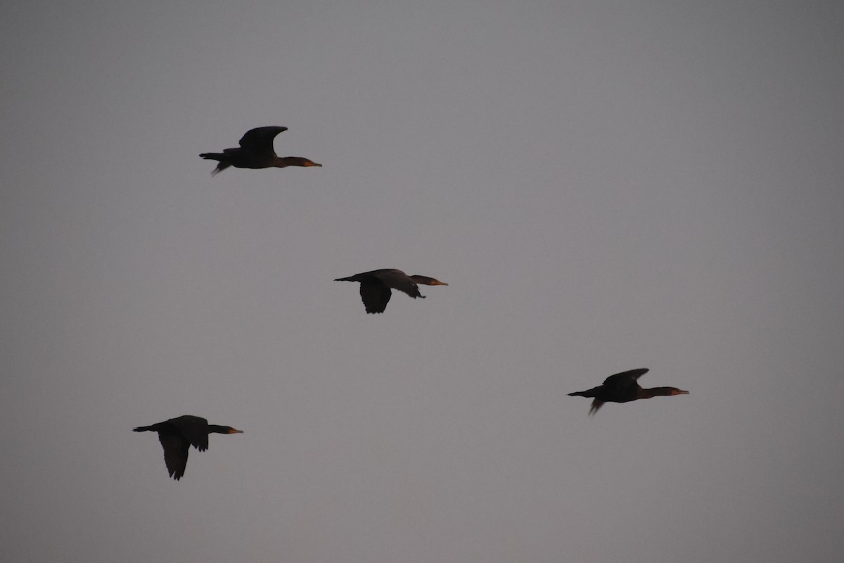 Cormoran à aigrettes - ML647590420