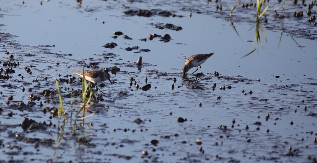 Semipalmated Sandpiper - ML647590424