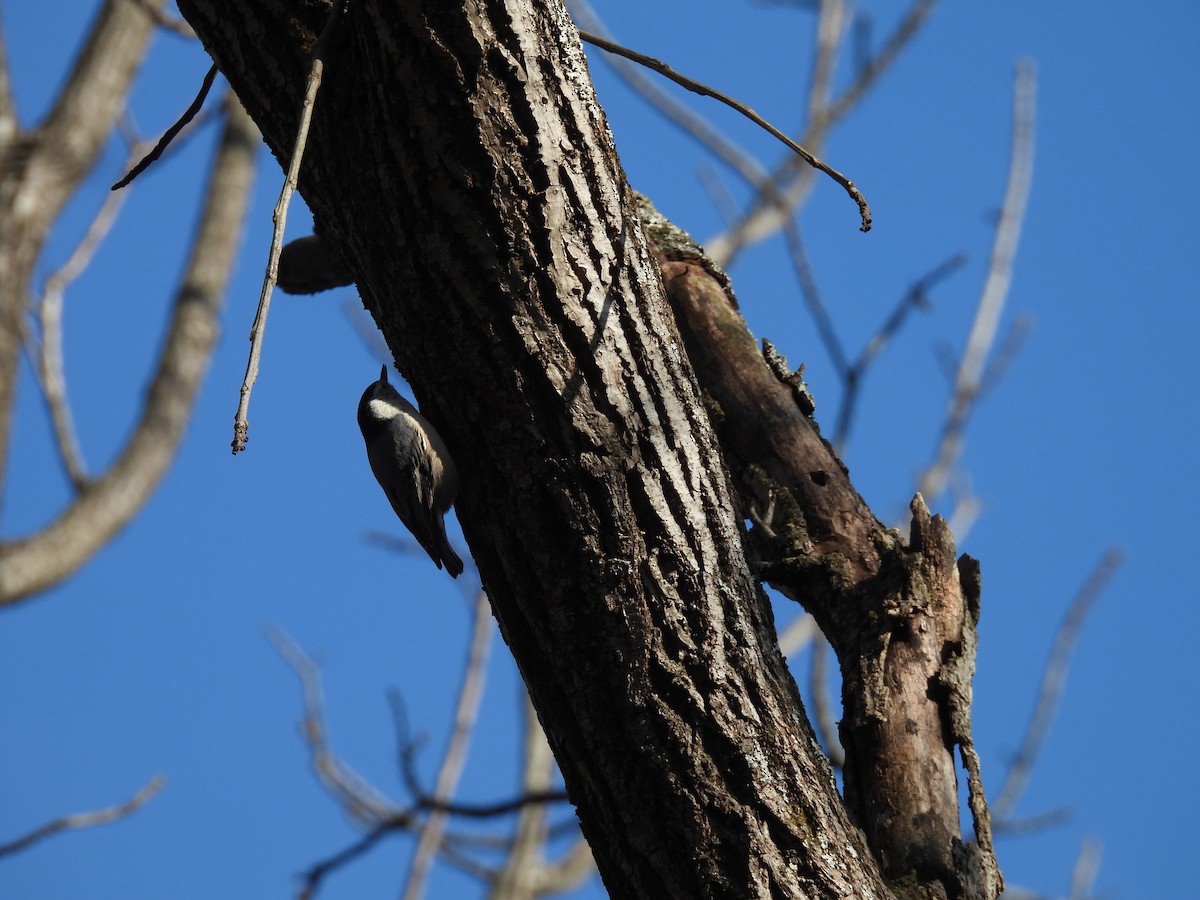 White-breasted Nuthatch - ML647590426