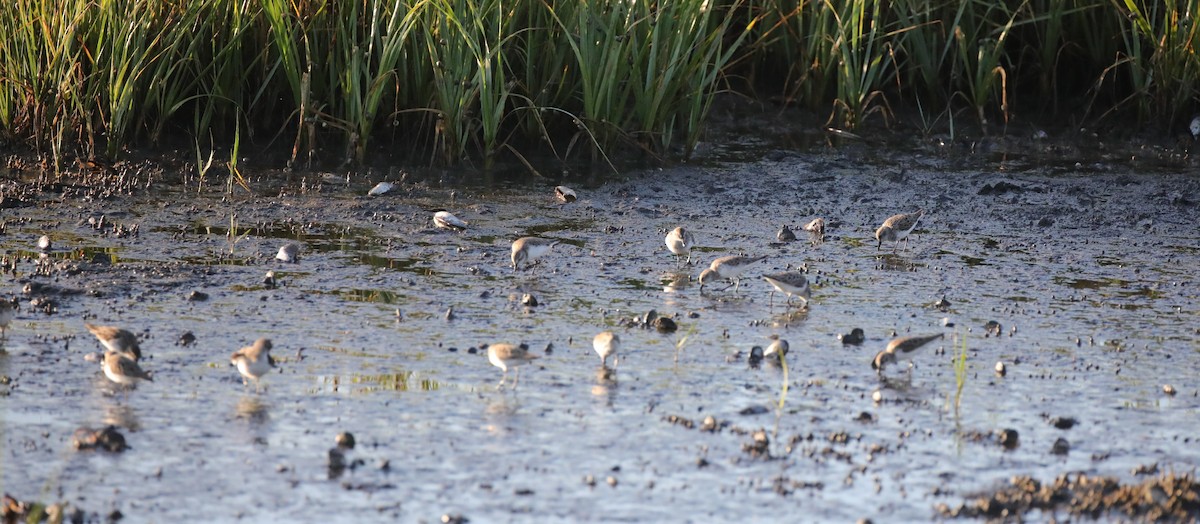 Semipalmated Sandpiper - ML647590447