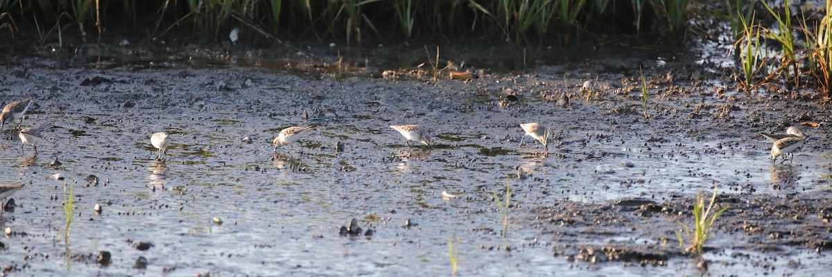 Semipalmated Sandpiper - ML647590451