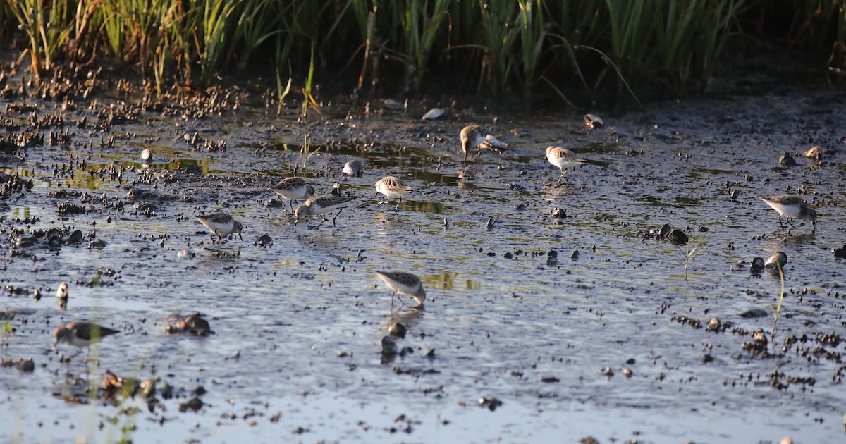 Semipalmated Sandpiper - ML647590452