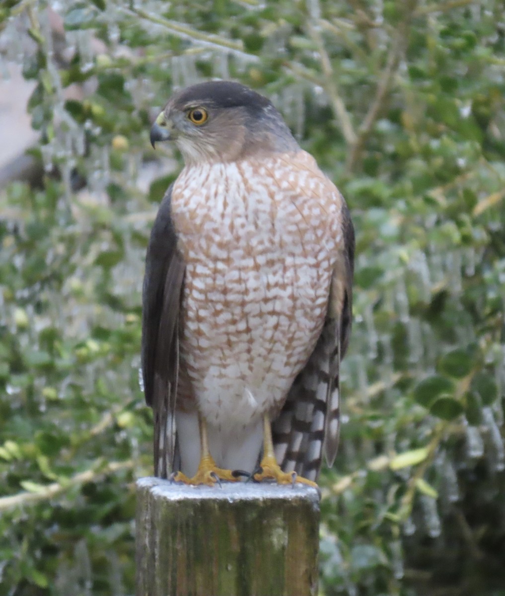 Cooper's Hawk - ML647590468