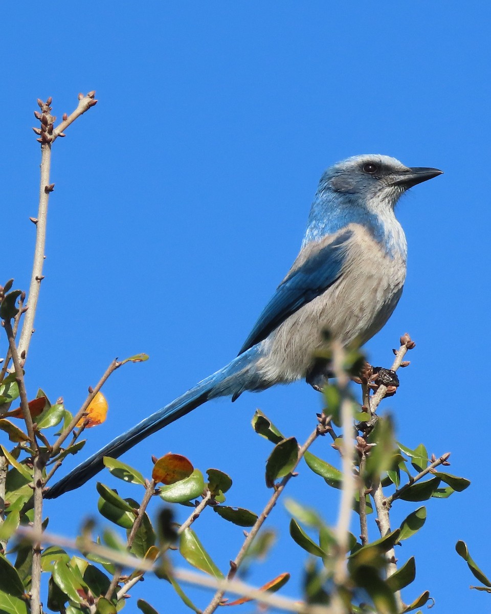Florida Scrub-Jay - ML647590473