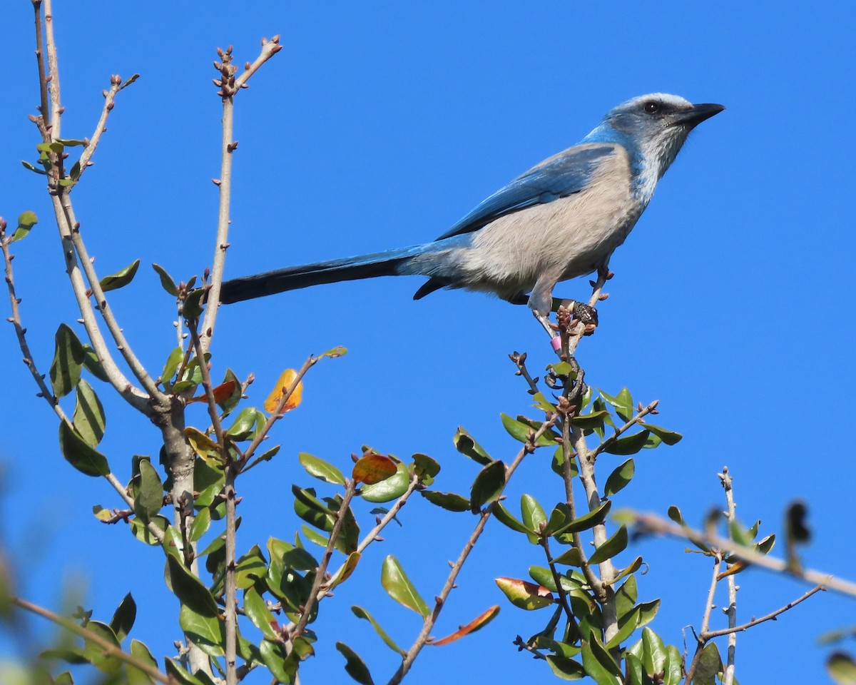 Florida Scrub-Jay - ML647590474