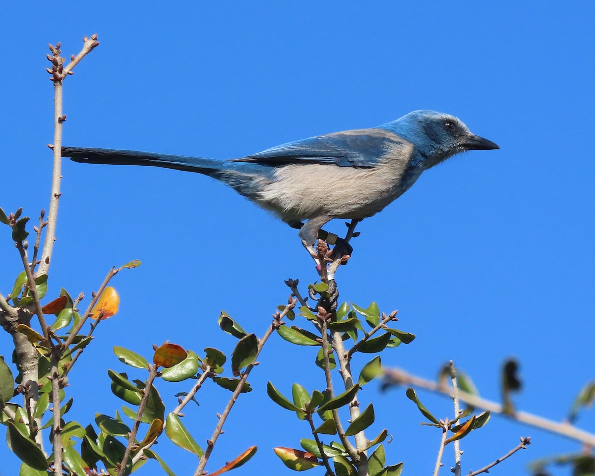 Florida Scrub-Jay - ML647590475
