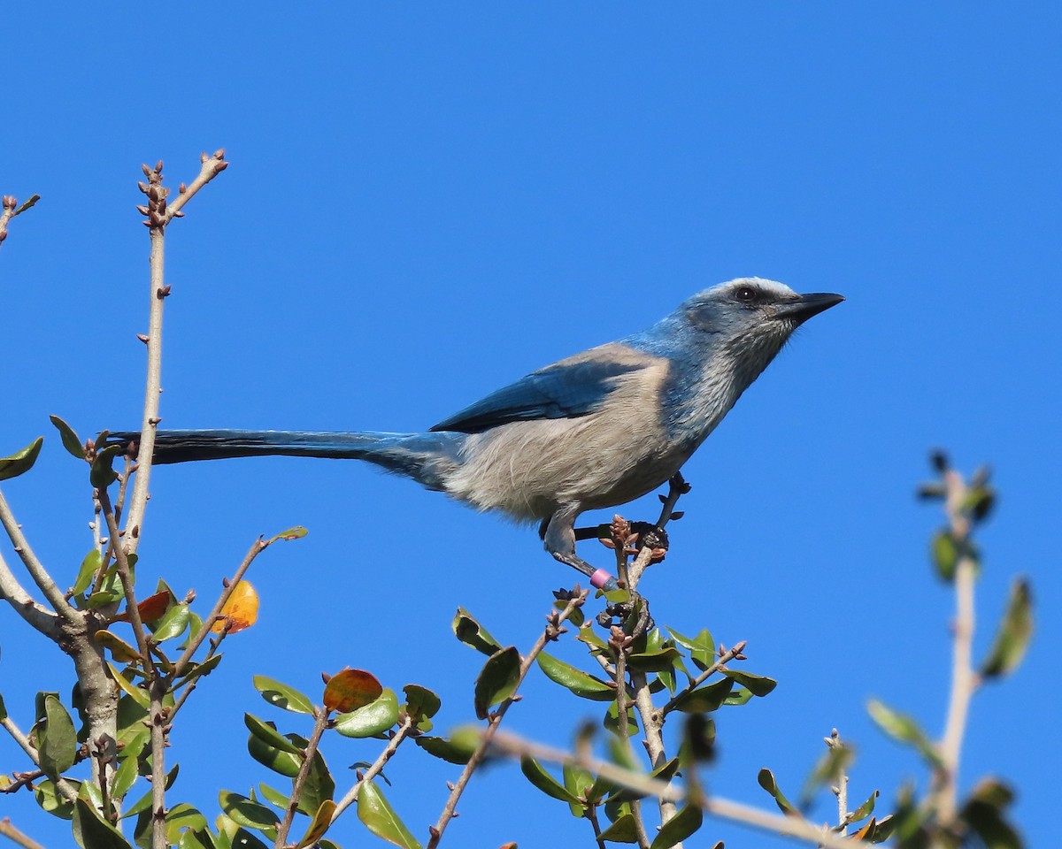 Florida Scrub-Jay - ML647590476